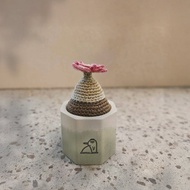 肉錐屬小燈泡-手作編織植物