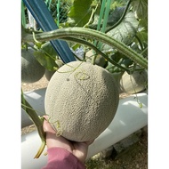 2 Biji Buah Rock Melon 4.5 - 5.5 kg