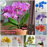 [Easy To Grow] Mixed Phalaenopsis Orchid Seeds (50pcs Seeds for Planting Flowers)丨High Germination Flower Seeds for Gardening Flowering Plants Seeds Garden Seeds Flowers Decor DIY Potted Live Plants Halaman Bonsai Plant for Sale (Malaysia Ready Stock)