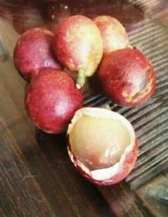 Anak Pokok Longan 3 Rasa ( Matoa) Longan Berlian