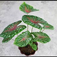 Tanaman hias keladi/Keladi redstar/tanaman hias cladium