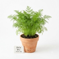 [HERB PLANT] Anak Pokok Dill Segar- Pokok Herba Masakan & Halau Nyamuk Semula Jadi (Fresh Dill Herb 