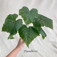 Premium Grape Leaves X7 (unit) Artificial Leaves / Decorative Leaves / Plastic Leaves / Wedding Leav