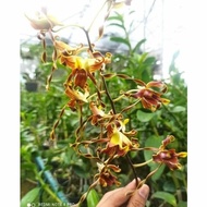 Anggrek Dendrobium Cristabela dewasa