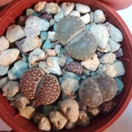 SOM -  Live Plant Lithops 屁屁 生石花