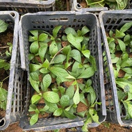 5 cactus and vegetable spices