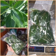 LIMITED EDITION 1 KG DAUN CINCAU HIJAU SEGAR / BUKAN CINCAU RAMBAT