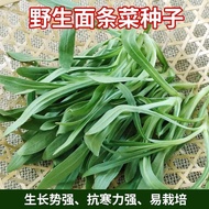 Wild Noodles Vegetable Seeds Daquan Autumn Winter Four Seasons Noodles Vegetable Seeds Characteristi