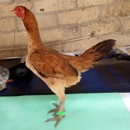 Ayam betina indukan Birma Mangon