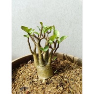 Adenium (KHZ X NARUSUAN)
