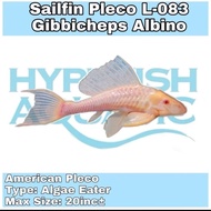 Pleco L-083 / Gibbicheps Albino - Sailfin Pleco [ Baby ]