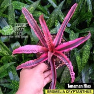Tanaman hias bromelia tokek merah - Bromelia cryptanthus ( Bisa COD )