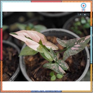 เงินไหลมาด่างชมพู Syngonium Podophyllum Pink Splash เงินไหลมาด่างชมพู flashsale ลดกระหน่ำ