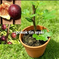 pokok tin araki /pokok sedia berbuah/pokok tut
