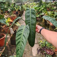 Philodendron Patriciae by LS Group