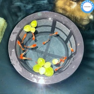 NOANUNDEE Aquarium Filters, Floating Large Capacity Fish Fry Cage,  Reusable Fish Fry Isolation Box 