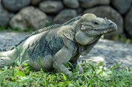 Bali Reptile Park