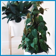 Philodendron Micans   (ESTABLISHED)/ LIVE PLANTS/ HEALTHY PLANTS/ THE GARDENER'S CHOICE