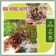 [COMBO 5 BRANCHES] Dai Hong Huyet aquatic plant [water leaves/shallow leaves] aquarium decoration