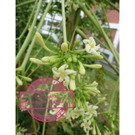 Bunga Betik Muda Sayur Kampung (150gm++)