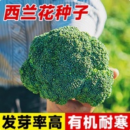 Ready Stock Quick Shipment British Cauliflower Seeds Organic Pine Cauliflower Seeds Cauliflower Gree