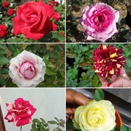 SUDAH BERBUNGA Tanaman Hias Mawar / Bunga Mawar/ Pohon Mawar