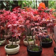 Maple tree / Maple leaf / Pokok Maple Merah/ Maple Hibiscus