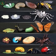 QINSHOP Animals Growth Cycle Kindergarten Teaching Life Cycle Butterfly  Figurine