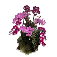 7 in 1 Phalaenopsis Mix Arrangement with Azalea Wood
