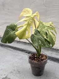 薄荷斑龜背竹 Monstera deliciosa variegata 觀葉植物盆栽