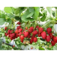 anak pokok strawberi tanah rendah / strawberry lowland + manual + free gift 🎁