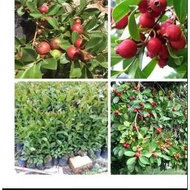 Cây giống Ổi Sim Nhật (Ổi dâu tây đỏ Strawberry Guava)