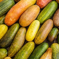 Cucumber Seeds 🥒 | Japanese / Mini Cucumber | Fast Growing Vegetable | High Yield Garden Seeds | Eas