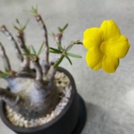 象牙宮 pachypodium gracilius 南非原生塊根 多肉植物 熱帶植物 Caudex Succulent Tropical Plants