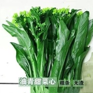 Guangdong Oil Green Beet Seeds Four Seasons Beet Heart Seeds Thick Strips Green Vegetables Vegetable