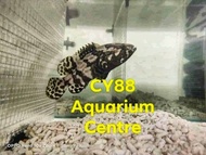 Hybrid Grouper/ kerapu Converted 1.003