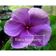 *Rare* Vinca First Kiss Blueberry Flower Seeds - 10 Seed *Pot Friendly* White Red Dot, 长春花 - Mango Garden