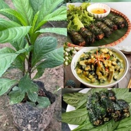 5 small seedlings at cactus and spices