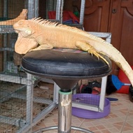 red albino iguana jantan
