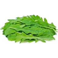 Arugula(Arugula), Rocket, Heirloom herb. Vegetable seeds 1000+/shorts/mobile phone case/gardening/sk