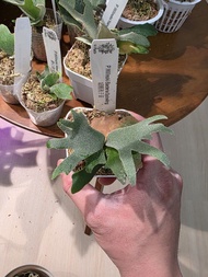 侏儒細菌鹿角蕨（Platycerium willinckii 'Bacteria'）