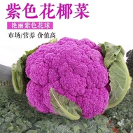 Purple Cauliflower Seeds Pine Cauliflower Seeds Purple Cauliflower Seeds Farm Vegetable Garden Veget