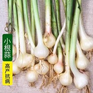 【多西多】野菜小根蒜種子野韭蔥野蔥野蒜籽春四季陽臺盆栽大腦瓜孑蔬菜種籽