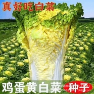 Egg Yolk Creamy Chinese Cabbage Seeds Yellow Heart Cabbage Seeds Original Four Seasons Vegetables Ca
