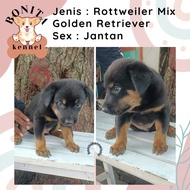 Rottweiler Mix Golden Retriever Anak Anjing Golden Rottweiler Jantan Betina