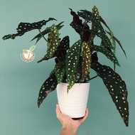 CNY [VIRAL] BEGONIA MACULATA potted top indoor plant for balcony garden live plant/ Pokok Begonia Un