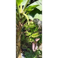 Benih pisang serendah (Dwarf Cavendish Banana)矮香芽蕉