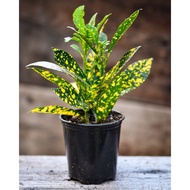 Croton Gold Dust live plant pokok puding emas bintik