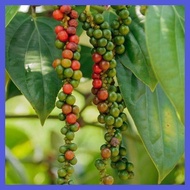 ℐ ⊕ ✤ ♤ peppercorn plant seeds paminta piper nigrum