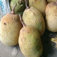 buah nangka super 1 pcs